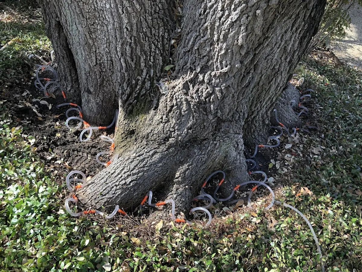Detailed Tree Cabling and Bracing job site in Shaw Island