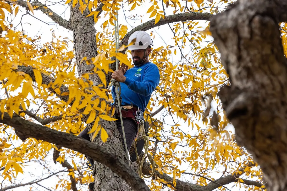 Skilled Tree Planting crew working in Shaw Island